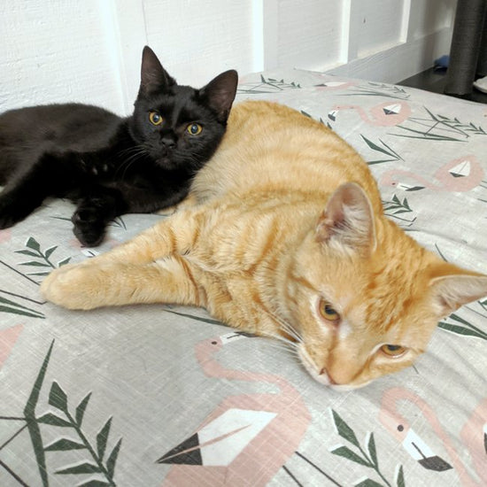 A Tail of Two Rescues: The Abandoned River Kittens