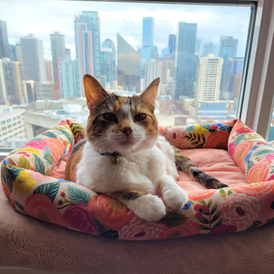 Cat sitting on a Janery Catnip Cuddler in a high rise window seat.