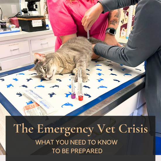 The Crisis in Pet Emergency Rooms:  What You Need to Know